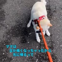地面に踏ん張る柴犬のリードを必死で引っ張る飼い主さん