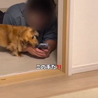 手を噛む犬