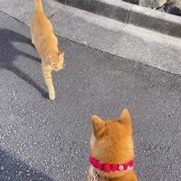 犬の目の前まで歩いてくる猫