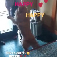 ジャンプする大型犬