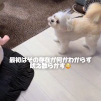吠える犬1