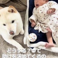 カメラを見上げる犬
