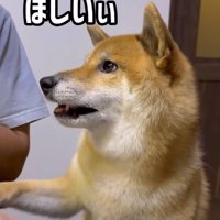 オテをする柴犬