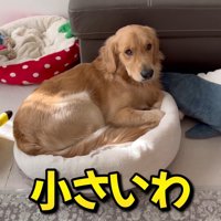 ベッドが羨ましいぷりんくん⑩
