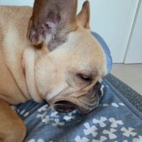 フレンチブルドッグのロビちゃん