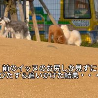 ワンコが小走りでトコトコ…
