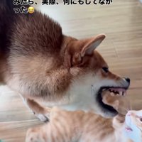 犬の口に子猫の前足が入る