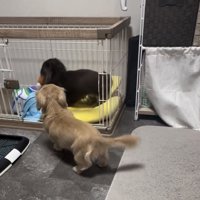 ケージに入る犬を見つめる犬