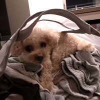 ランドリーバッグに入るモコちゃん