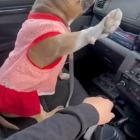 もう一度手を上げるリリーちゃん