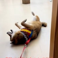 拒否柴の茶々麻呂之介くん