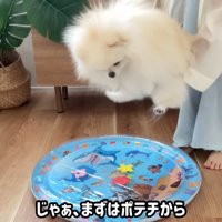 まずはポテチくんを乗せてみます