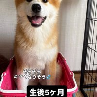 カゴの中に入る生後5ヶ月の子犬