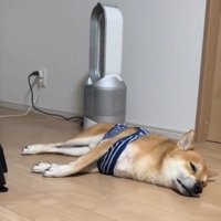 寝そべる犬