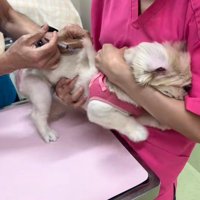 はんぺんちゃんは大騒ぎ！