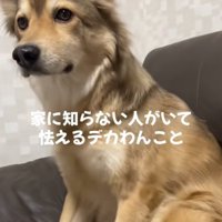 再び正面を向く犬