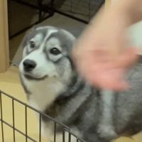 嬉しそうな表情を浮かべる犬