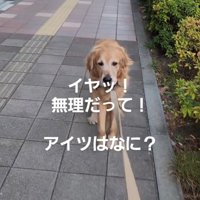 先に進もうとする飼い主に抵抗する犬