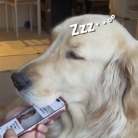 スマホにアゴを乗せたままウトウトする大型犬