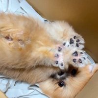 独特な伸びをして…