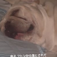 白目を剥いて眠る犬2