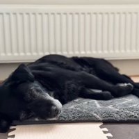 クッションの上で眠る犬