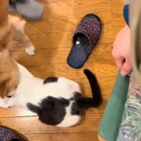 再び猫に顔を近づける犬