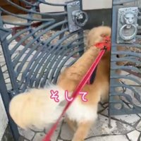 家に入る犬