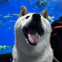 「次は何がいるの？」