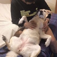 人の膝でくつろぐ犬