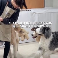 大型犬の勢いは止まらない…