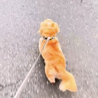 プリンちゃんの元へダッシュ！