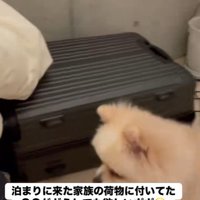 「これが欲しいの」と荷物の近くへ