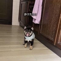 得意げなまかお君