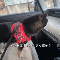 車の中で過ごす柴犬