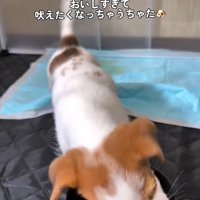 ごはんを食べる茶太郎くん1