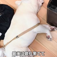 眠る犬