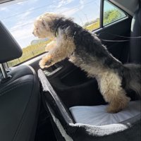 車の窓から外を眺める犬