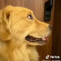 扉を見るハッピーちゃん