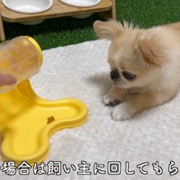 知育おもちゃで遊ぶピノちゃん＆パルムちゃん2