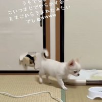 歩く凛くん