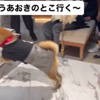 リングドッグに挑戦する大吉くん8