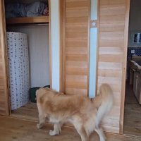 サンタちゃんがやってきた