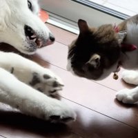 やっぱり怒られる