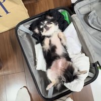 スーツケースに入っている小型犬