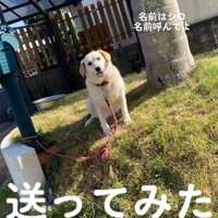 思い切って送ってみた