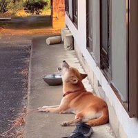 音楽に合わせて歌うコロちゃん4