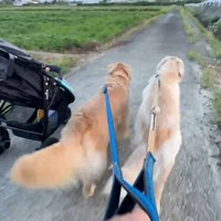 仲良く並んでトコトコ…♪
