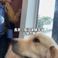 投稿主の長男を見送る大型犬