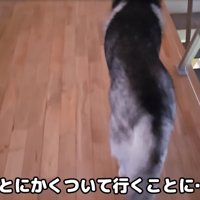 大型犬についていく